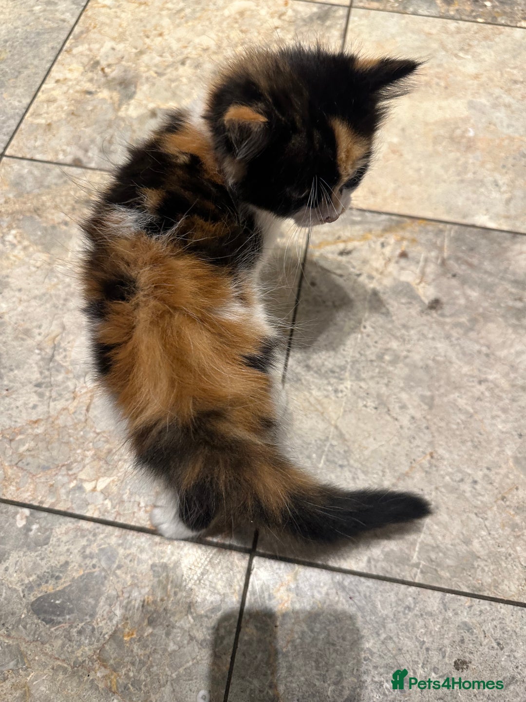 Mixed Breed cats for sale: Mixed Persian and Turkish Angora Kittens  - Image 7