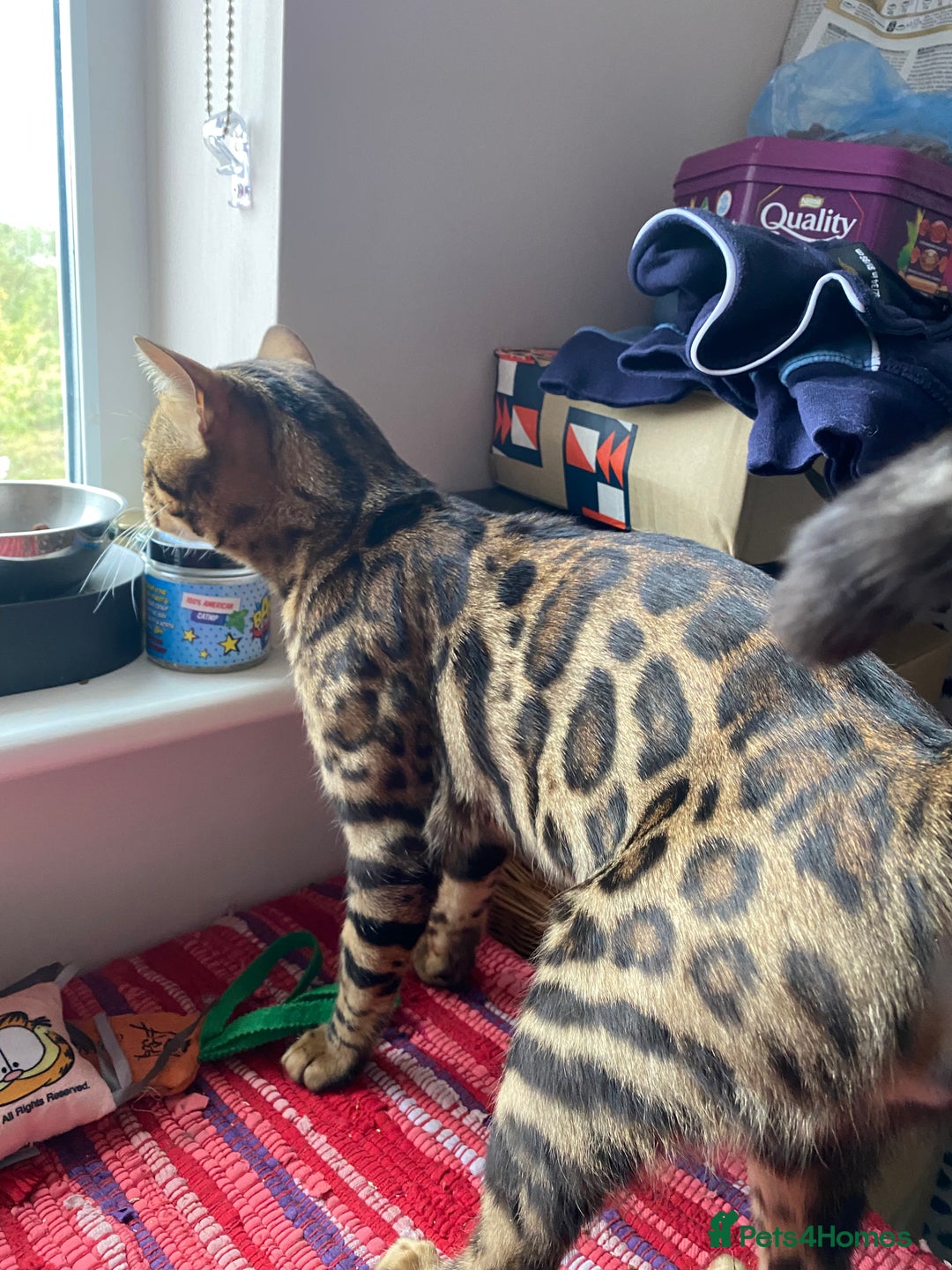 Bengal cats for sale: Loving 1year old male bengal - Advert 9