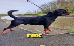 Rottweiler dogs for sale: (KC) REX & DELLAS FINAL LITTER OF QUALITY PUPS - Image 11