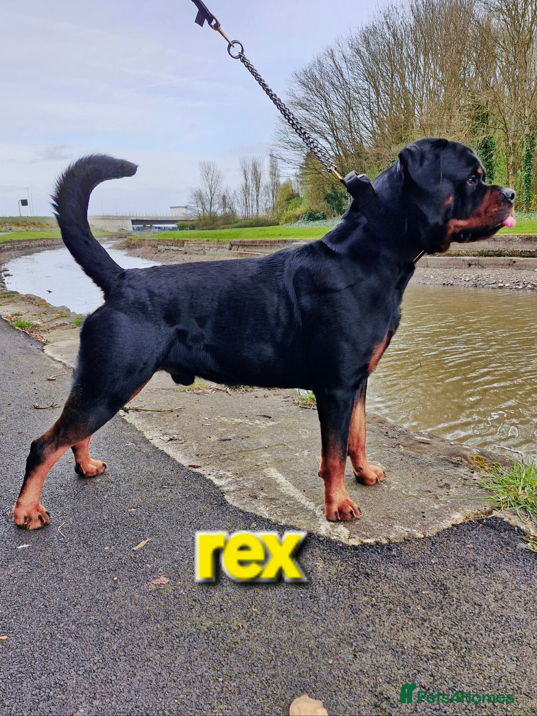 Rottweiler dogs for sale: (KC) REX & DELLAS FINAL LITTER OF QUALITY PUPS - Image 11
