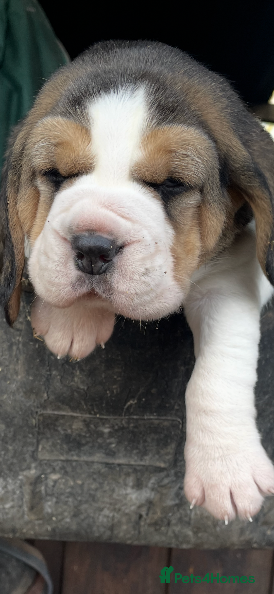 Beagle dogs for sale: 1 stunning chunky tri boy  - Advert 1