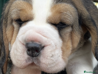 Beagle dogs Kc pups due Feb ready april - Advert 11