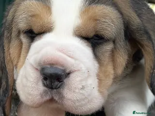 Beagle dogs Kc pups due Feb ready april - Advert 2