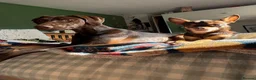 Mixed Breed dogs for sale: Luna lurcher/shorthair German pointer in Alloa - Advert 4