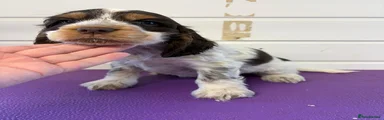 Cocker Spaniel Puppy 5