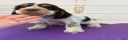 Cocker Spaniel dogs for sale: READY NOW😍 line quality show cockers - Advert 5