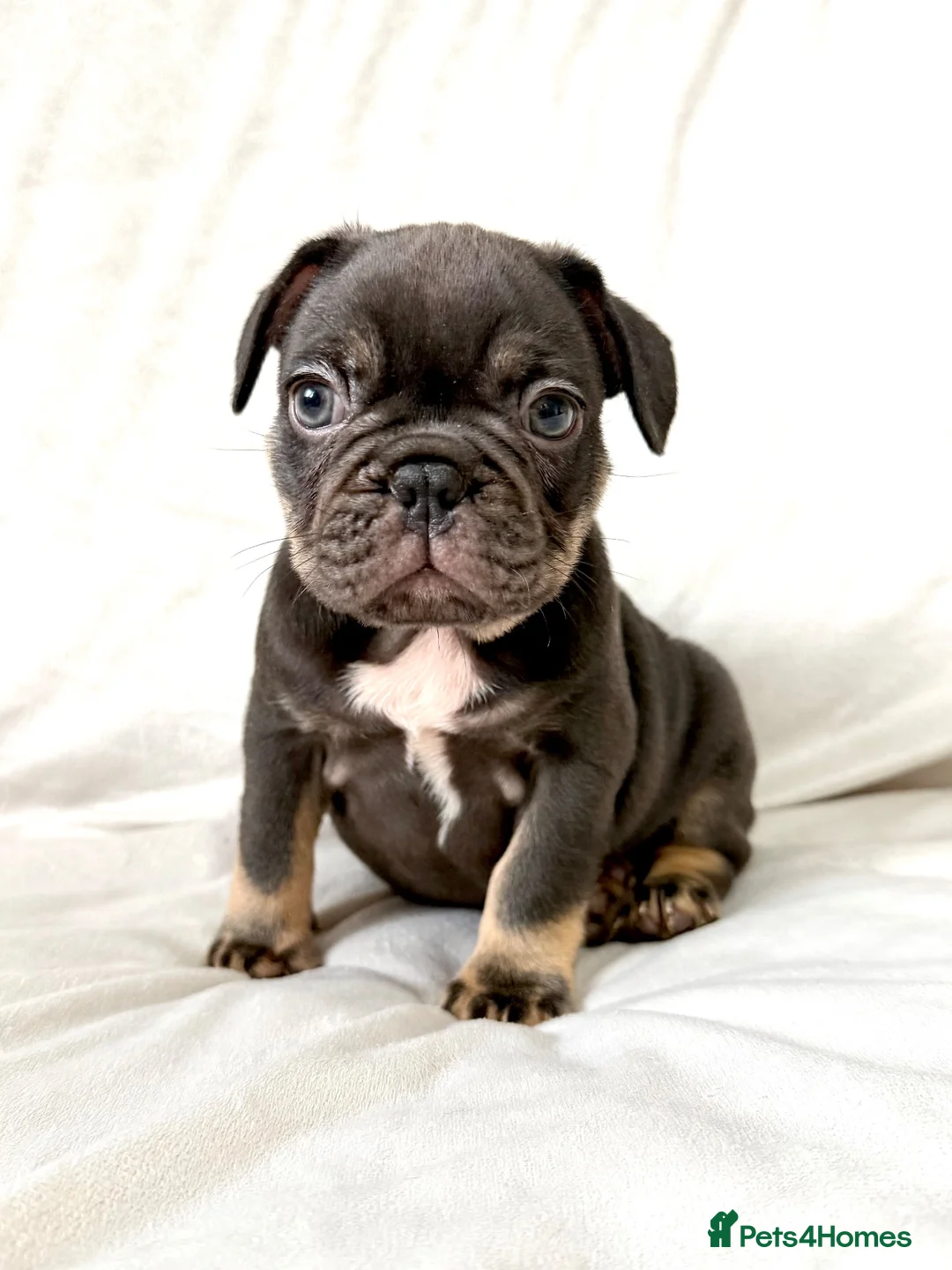 French Bulldog dogs for sale: Stunning French Bulldog Pups  - Advert 1