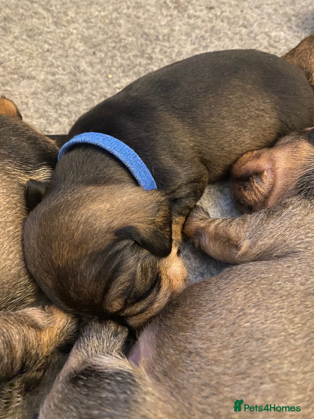 Miniature Dachshund dogs for sale: Supreme KC Miniature Wirehaired Dachshunds! - Advert 21