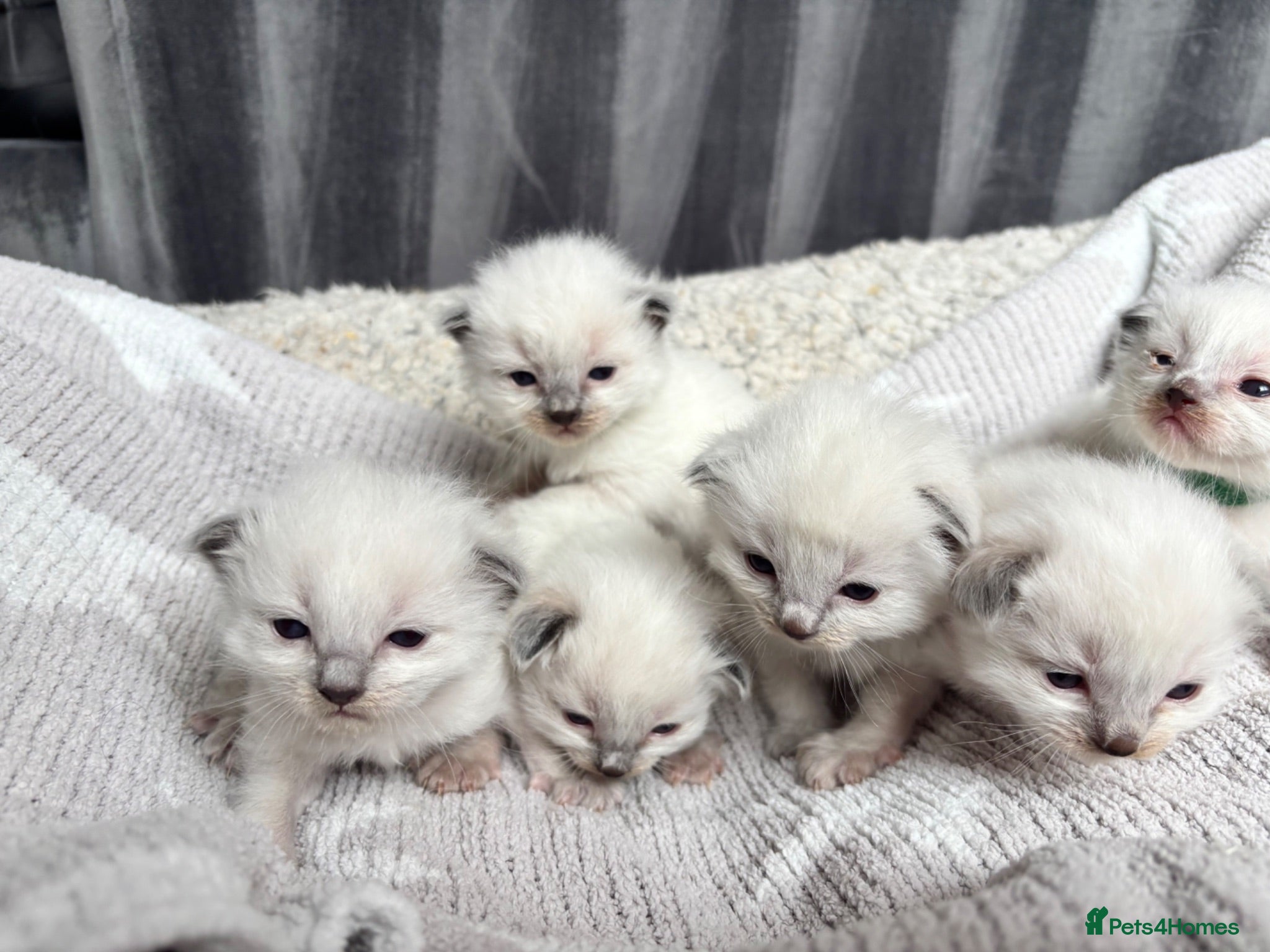 Ragdoll cats Blue point ragdoll kittens  - Advert 2