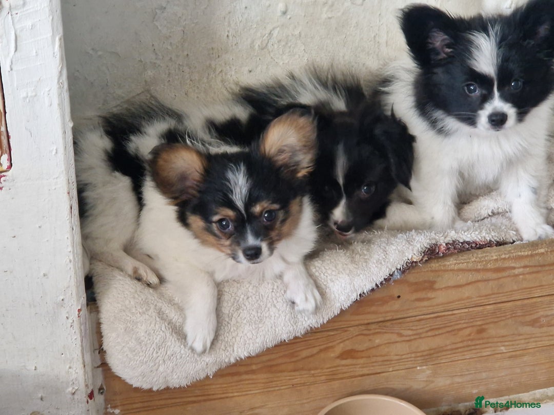 Papillon dogs for sale: Beautiful, Papillon boys in Cambridge - Image 22