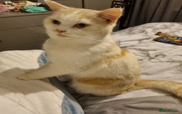 British Longhair cats for sale: Loki - cat for rehoming  - Image 4