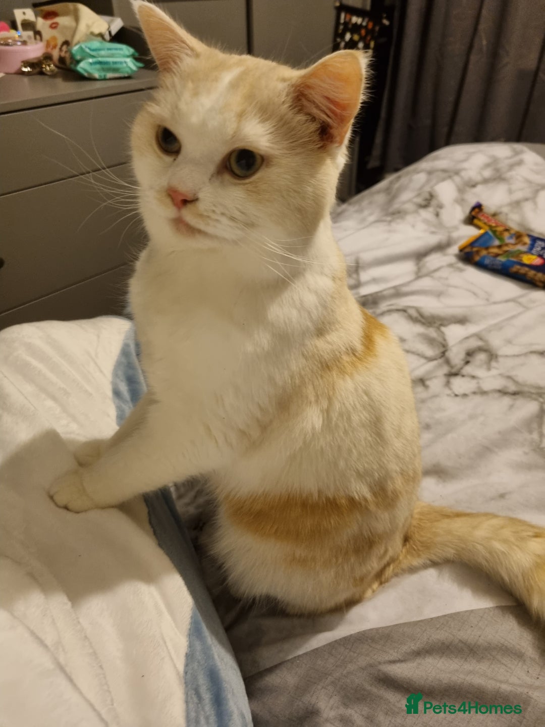 British Longhair cats for sale: Loki - cat for rehoming  - Image 4