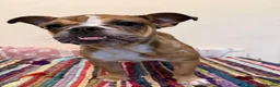 English Bulldog dogs for sale: Female English bulldog puppy  - Advert 9