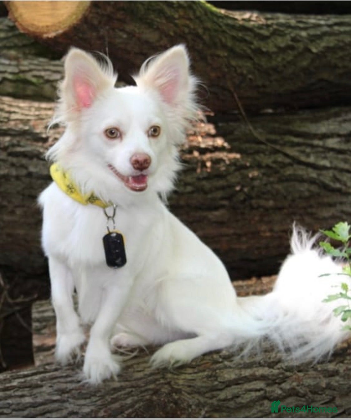 Pomchi dogs Beautiful 18 month old Super stud Marshall  - Advert 3