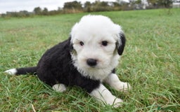 Old English Sheepdog dogs for sale: Stunning Old English Sheepdog Puppies KC Reg - Image 9