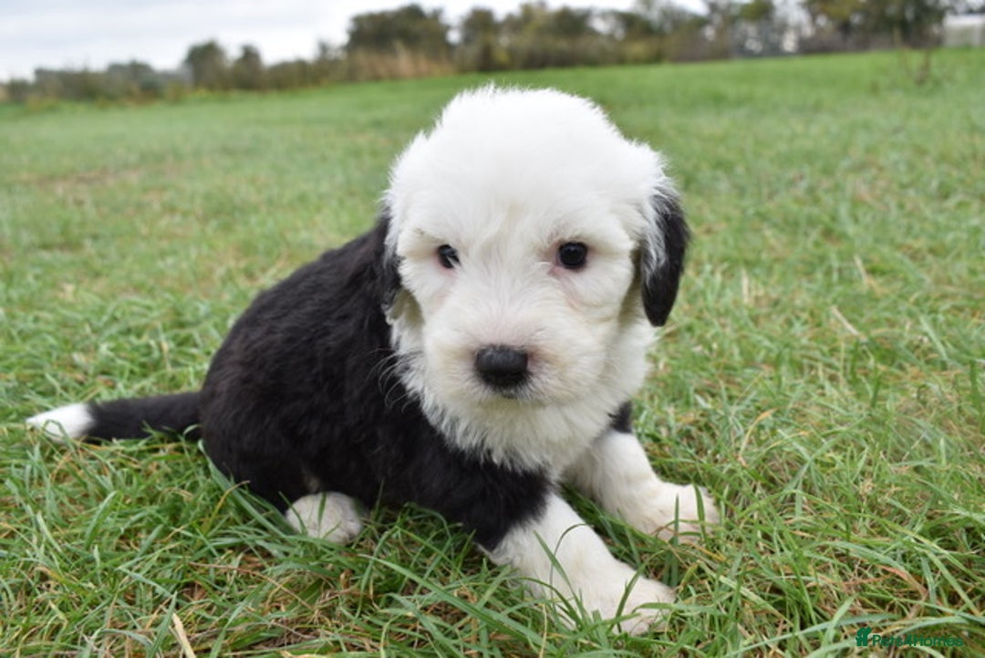 Old English Sheepdog dogs for sale: Stunning Old English Sheepdog Puppies KC Reg - Image 9