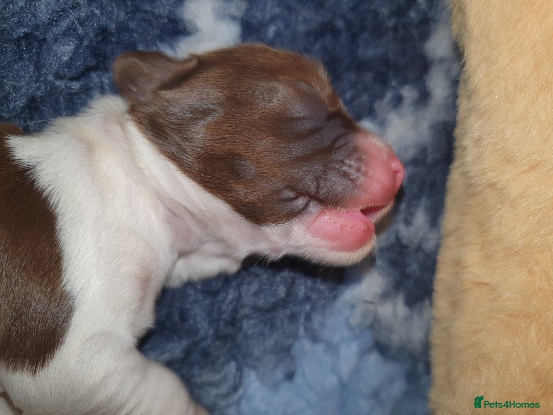 English Springer Spaniel dogs for sale: KC-ESS PUPPIES - DNA Health tested   - Image 24