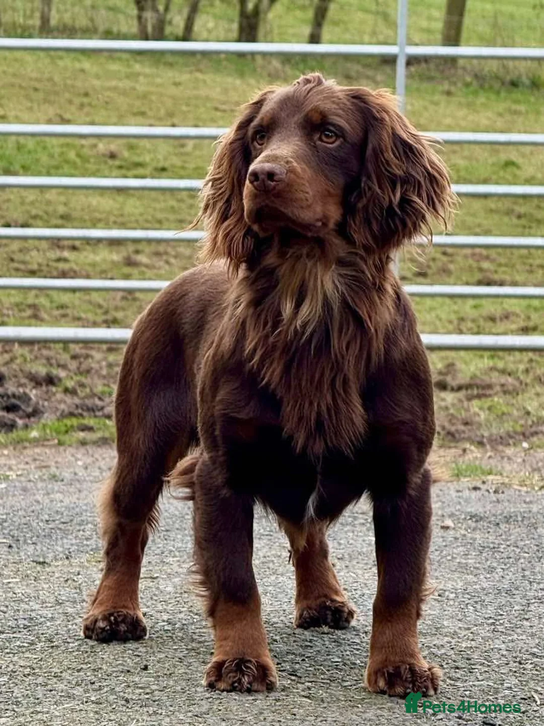 Cocker Spaniel dogs for sale: Cocker spaniel dog pup  in Kidderminster - Advert 4