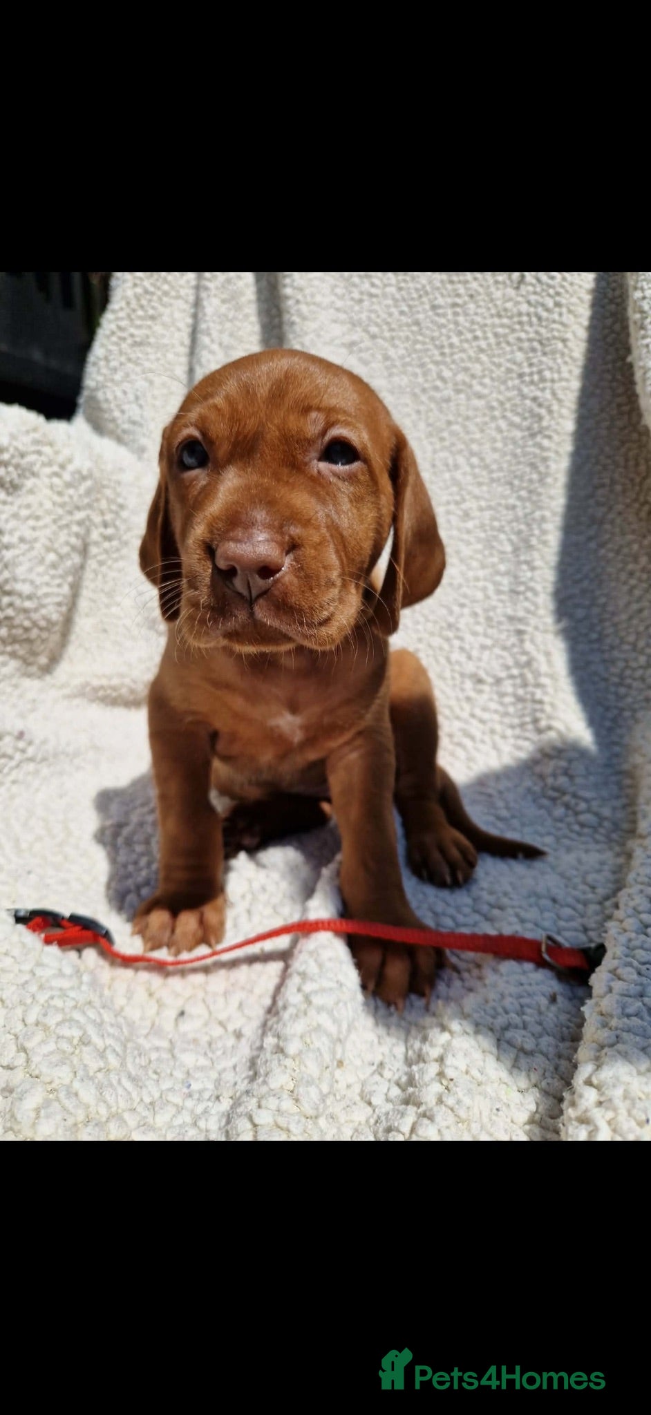 Hungarian Vizsla dogs Part Trained Daisy’s 2nd litter Hungarian vizsla - Advert 2