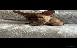 French Bulldog dogs for sale: French Bulldog puppies  - Image 1