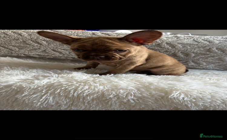 French Bulldog dogs - Advert 4