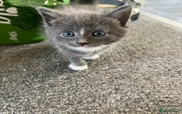 British Shorthair cats for sale: 3 KITTENS READY TO GO !  - Image 7