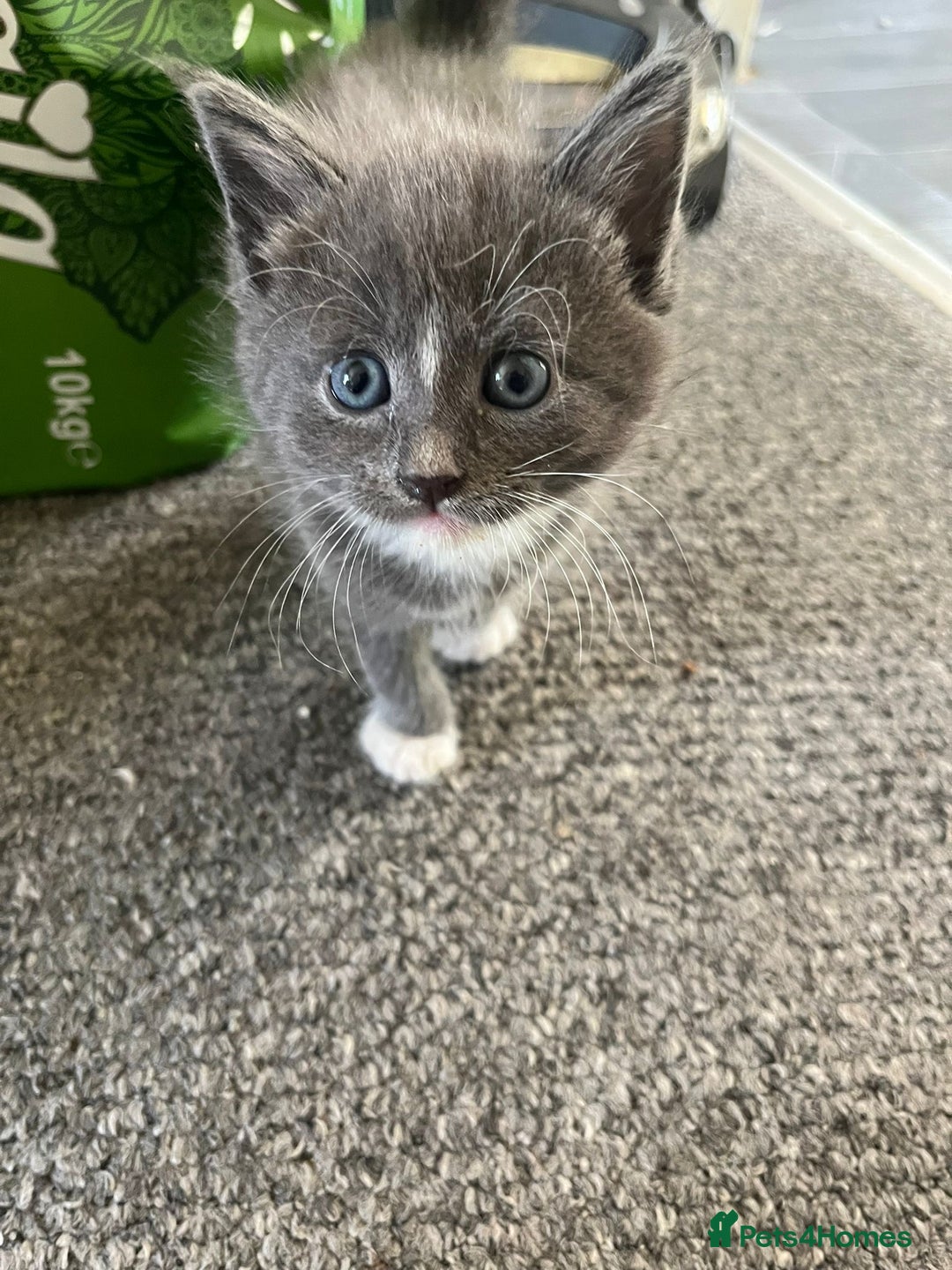 British Shorthair cats for sale: 3 KITTENS READY TO GO !  - Image 7
