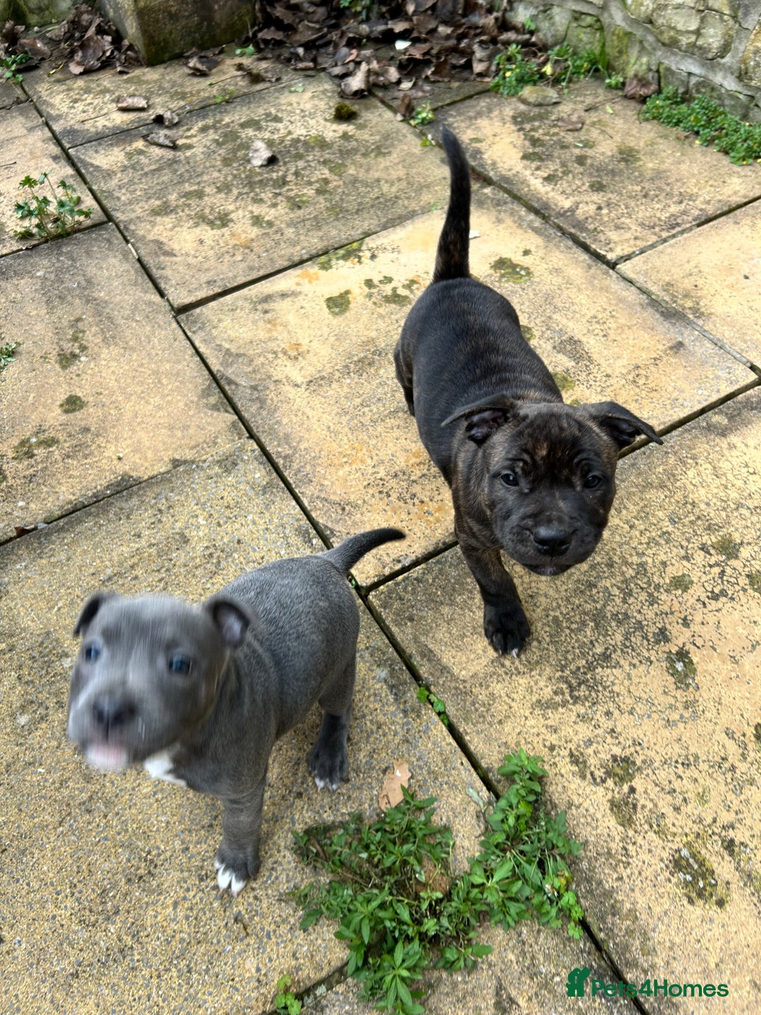 Staffordshire Bull Terrier dogs for sale: Staffordshire Bull Terrier puppy - Advert 5