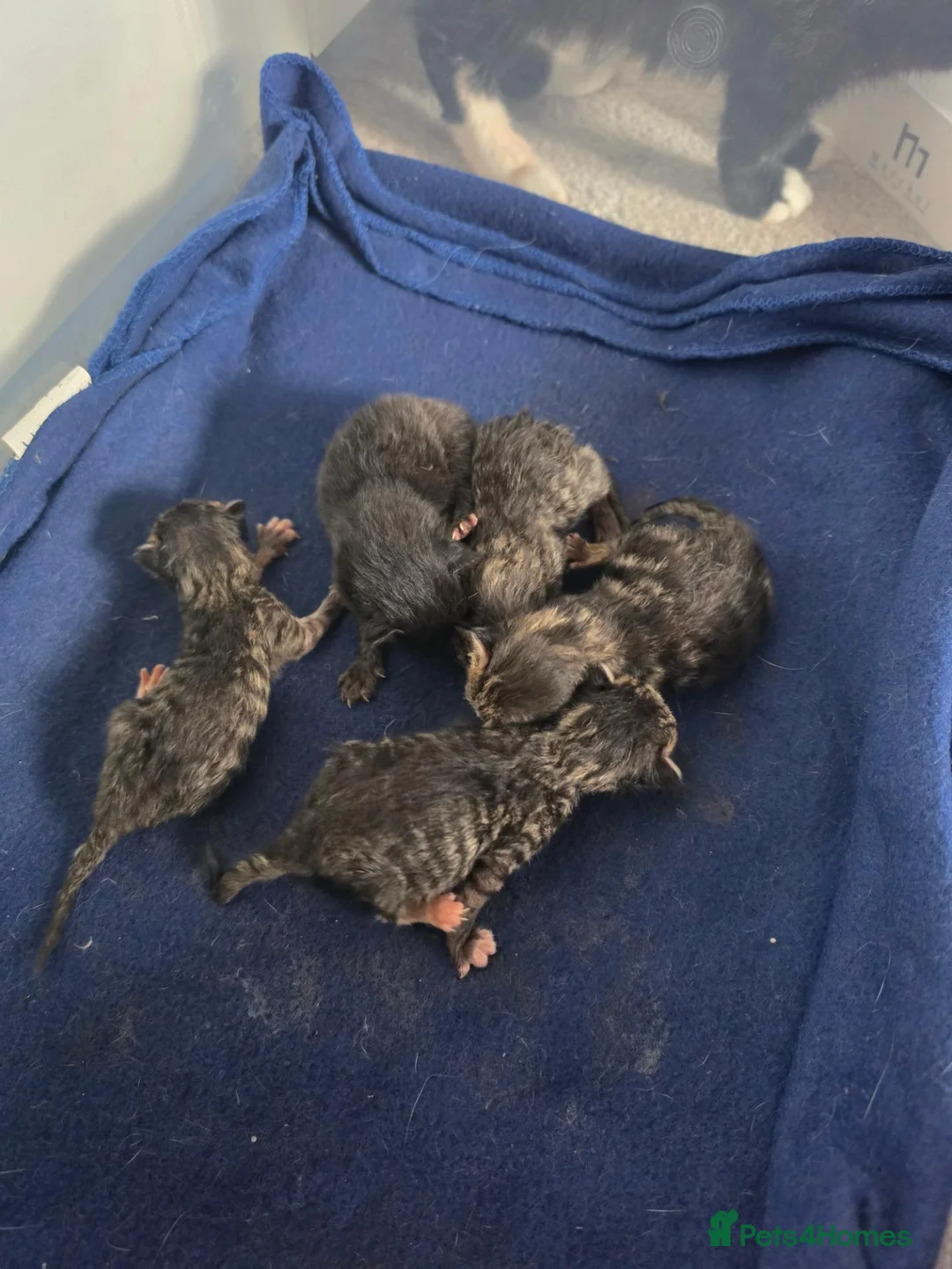 Mixed Breed cats for sale: Litter mixed breed  - Advert 2