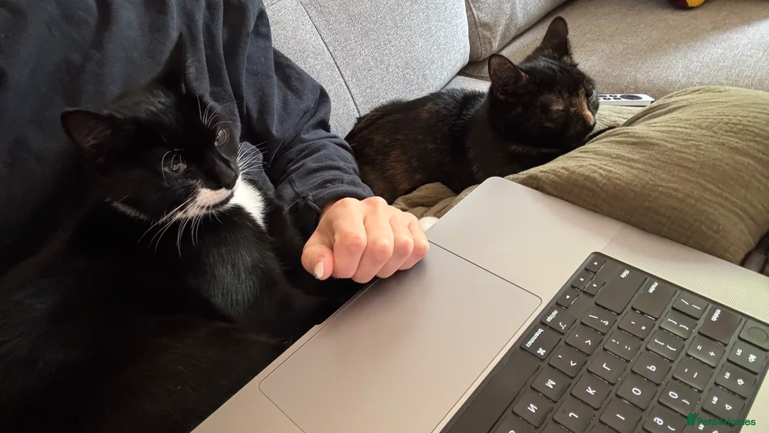 Mixed Breed cats for sale: Loving Home Needed for 2 Adorable Kittens in London - Advert 4