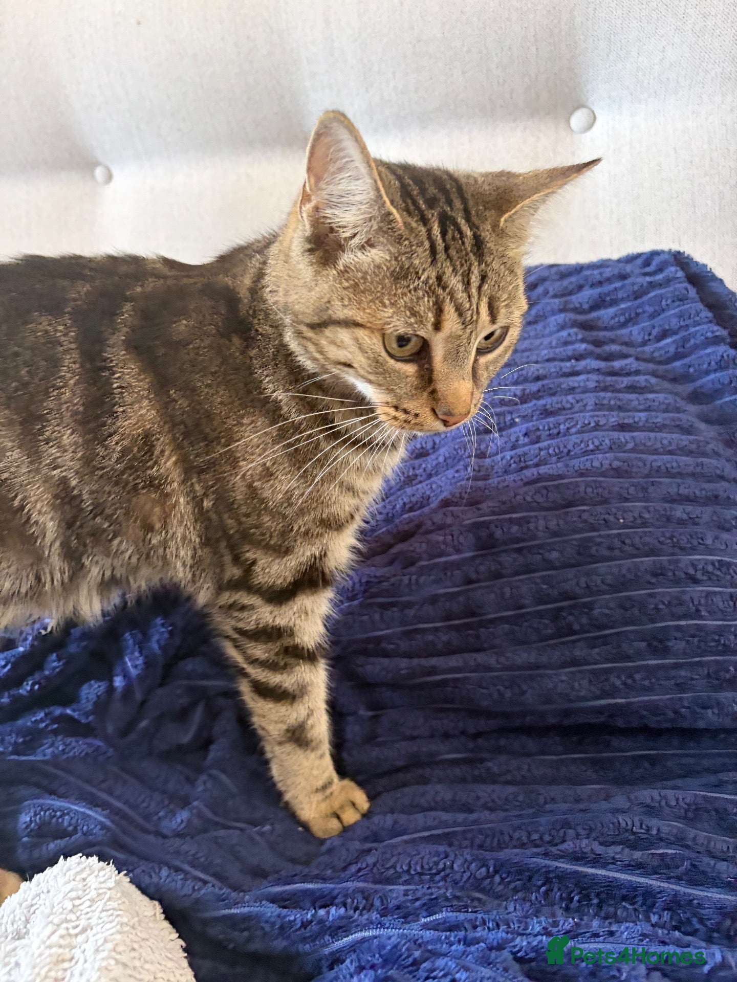 Mixed Breed cats 4 gorgeous tabby mixed litter - Advert 2