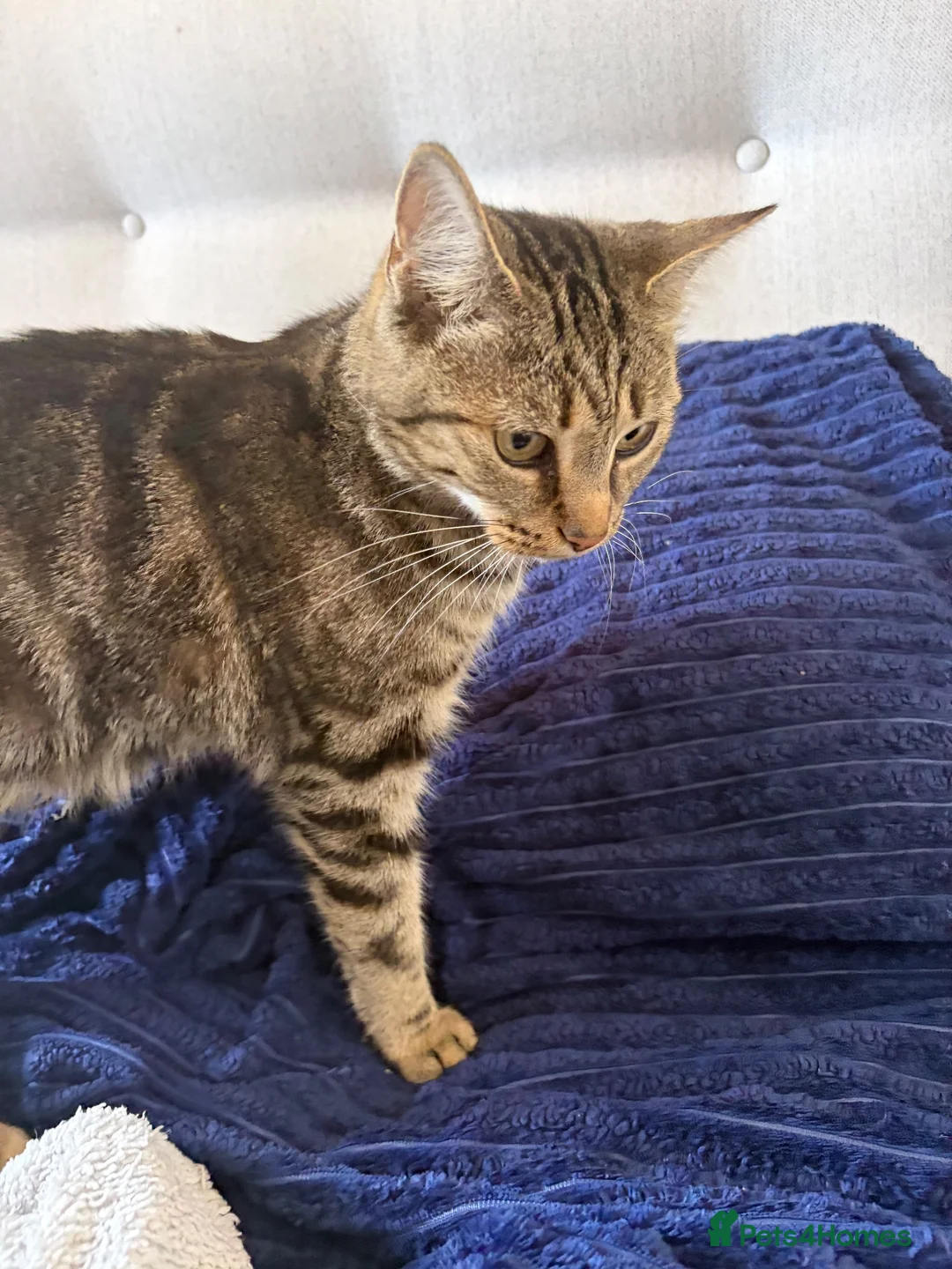 Mixed Breed cats for sale: 4 gorgeous tabby mixed litter - Advert 1