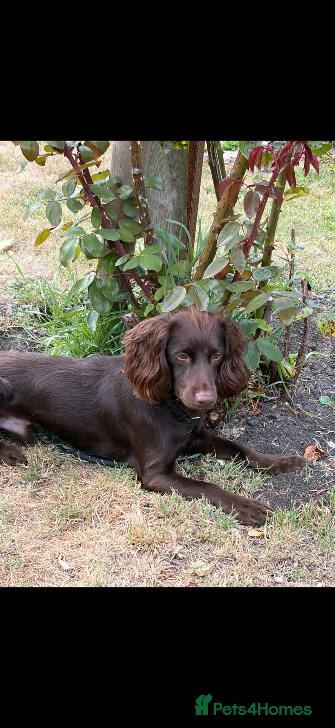 Cockapoo dogs for sale: Beautiful cockapoo  in Grimsby - Advert 1