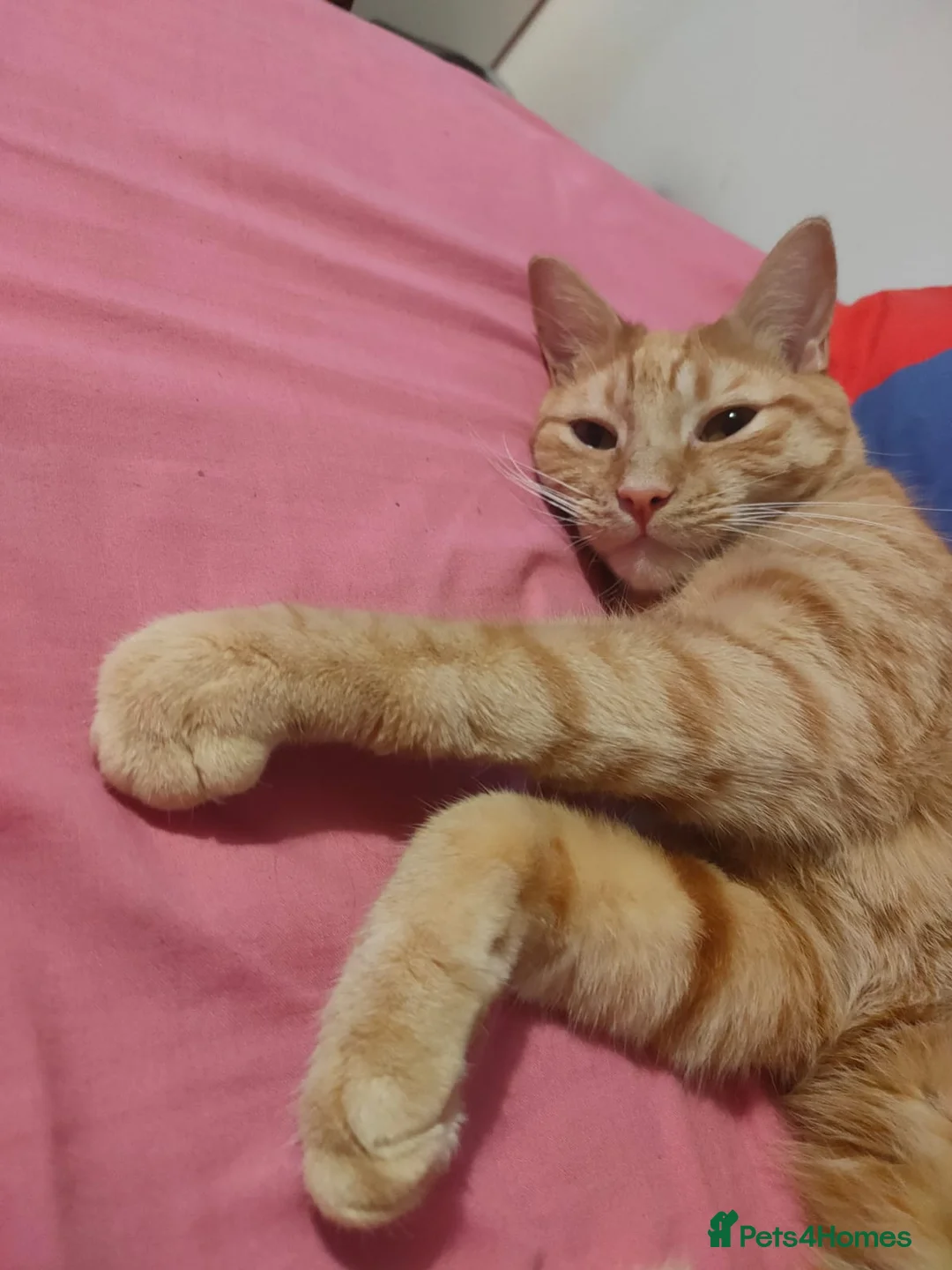 Maine Coon cats for sale: Ginger Maine coon male 5yrs  - Advert 4