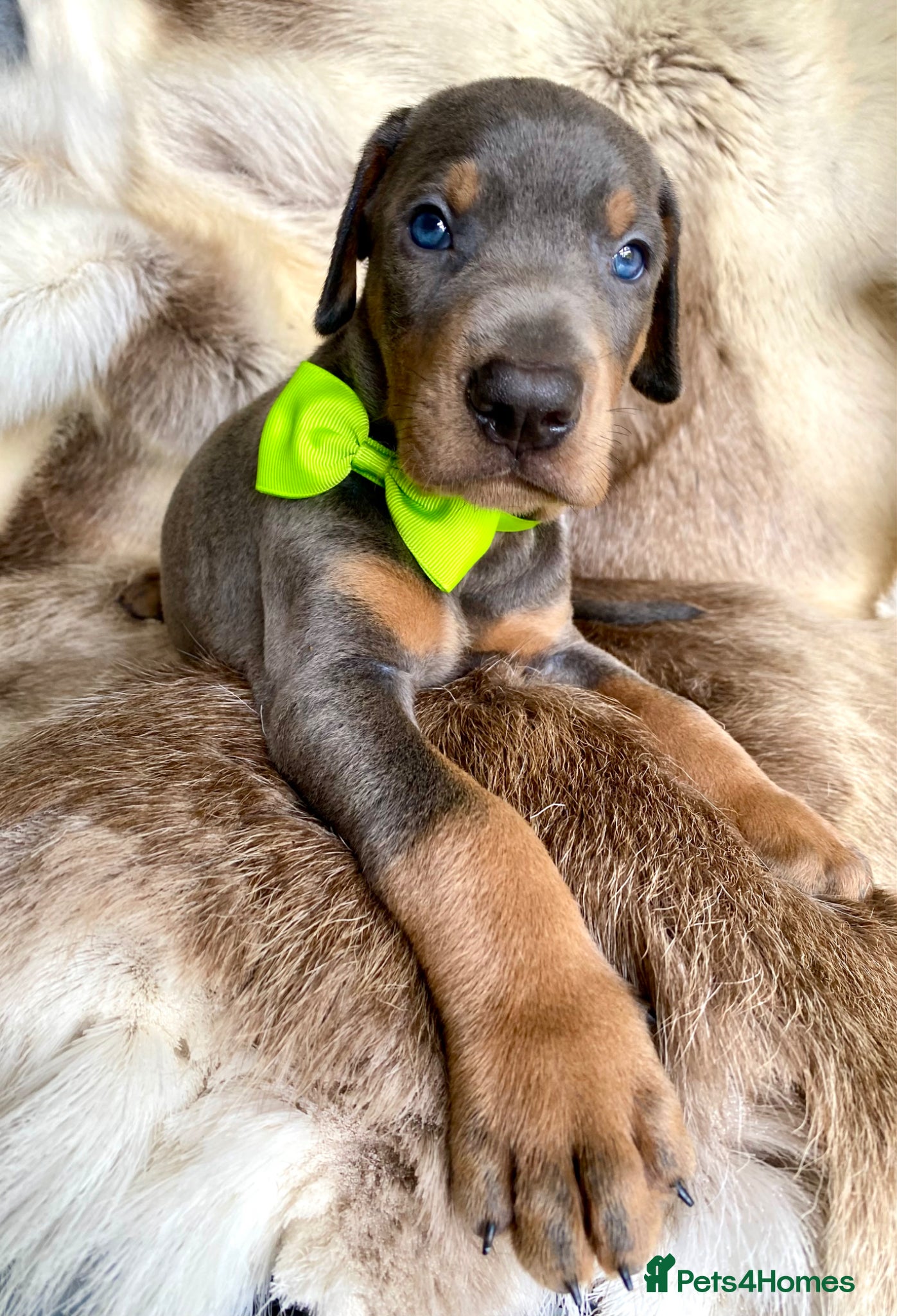 Dobermann dogs for sale: *KC REGISTERED* HEALTH TESTED DOBERMAN PUPPIES - Advert 18
