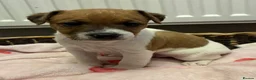 Jack Russell dogs for sale: Jack Russell 5 boys  - Advert 5
