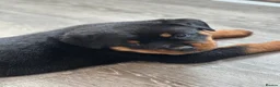Rottweiler dogs for sale: KC registered rottweiler puppies - Advert 12