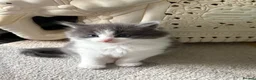 Mixed Breed cats for sale: Stunning kittens  - Advert 3