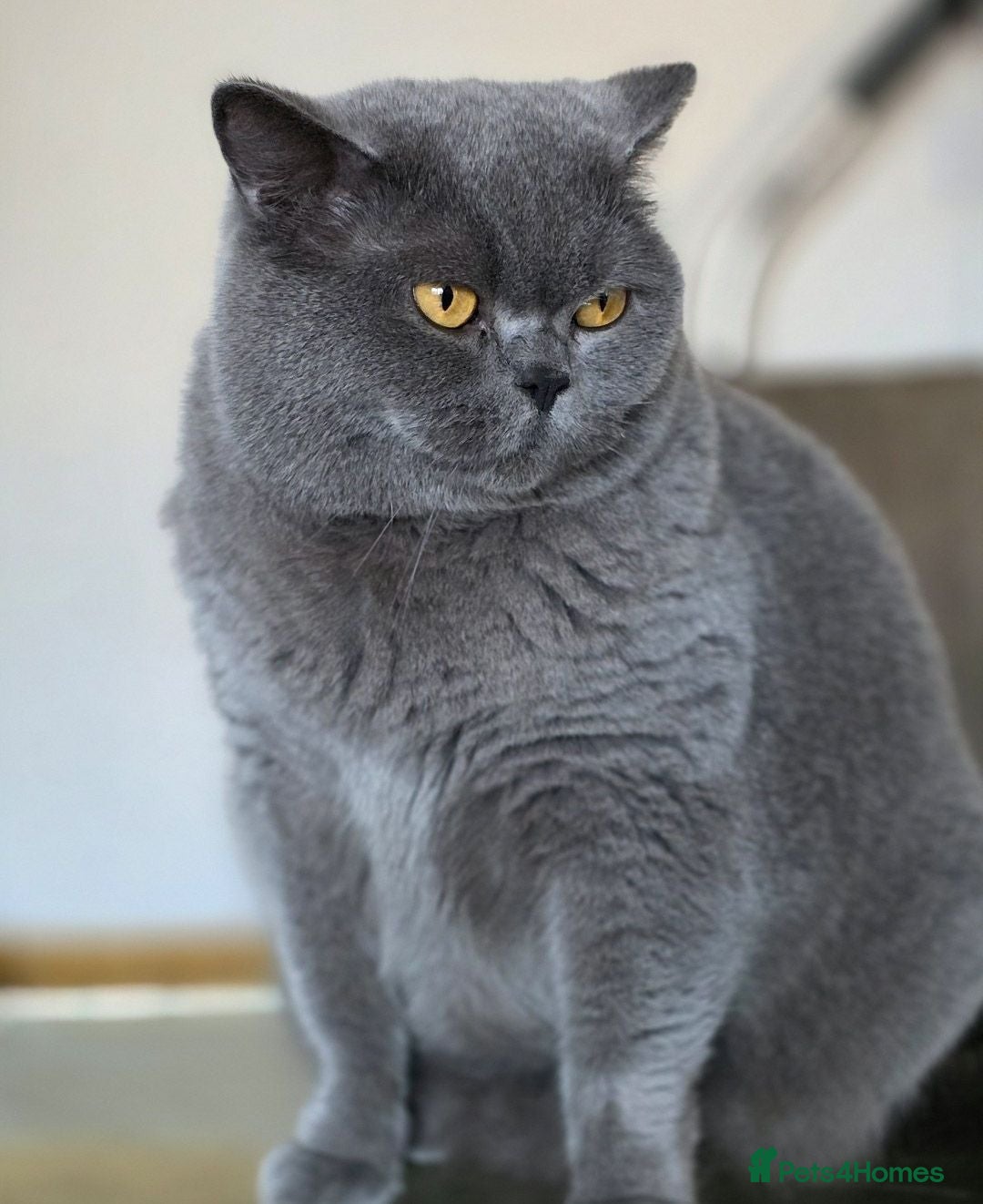 British Shorthair cats for sale: Male British Short hair  - Advert 2