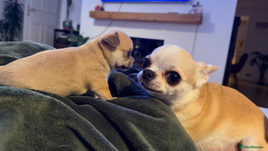 Chihuahua dogs for sale: Chihuahua boys / males  - Image 3