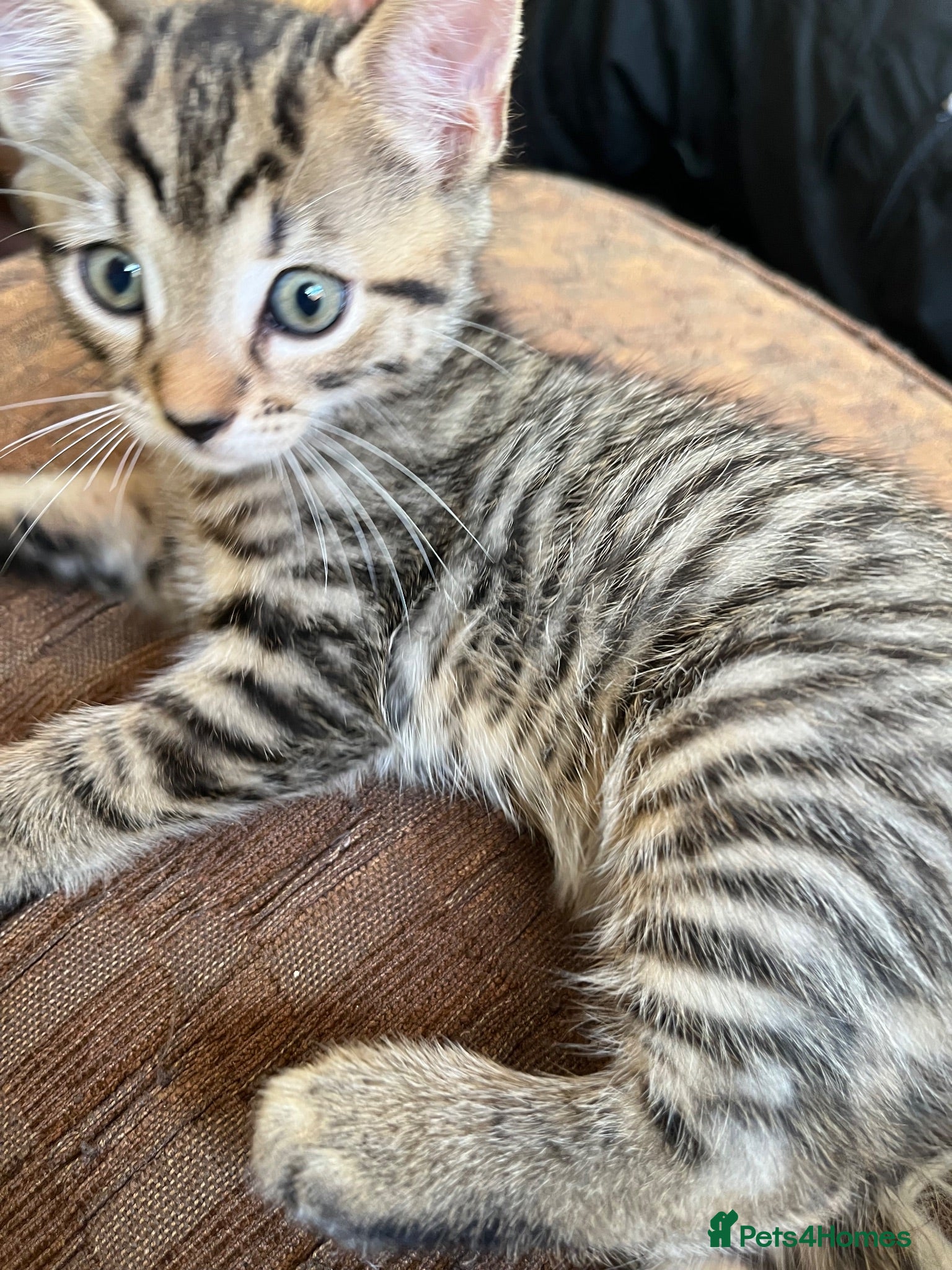 Bengal cats Bengal X Kittens With Famous Siblings!  - Advert 1