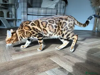 Bengal cats Stunning Male Bengal Stud 🌟TICA REGISTERED🌟 - Advert 4