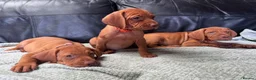 Hungarian Vizsla dogs for sale: Gorgeous Hungarian Vizsla puppies  - Advert 6