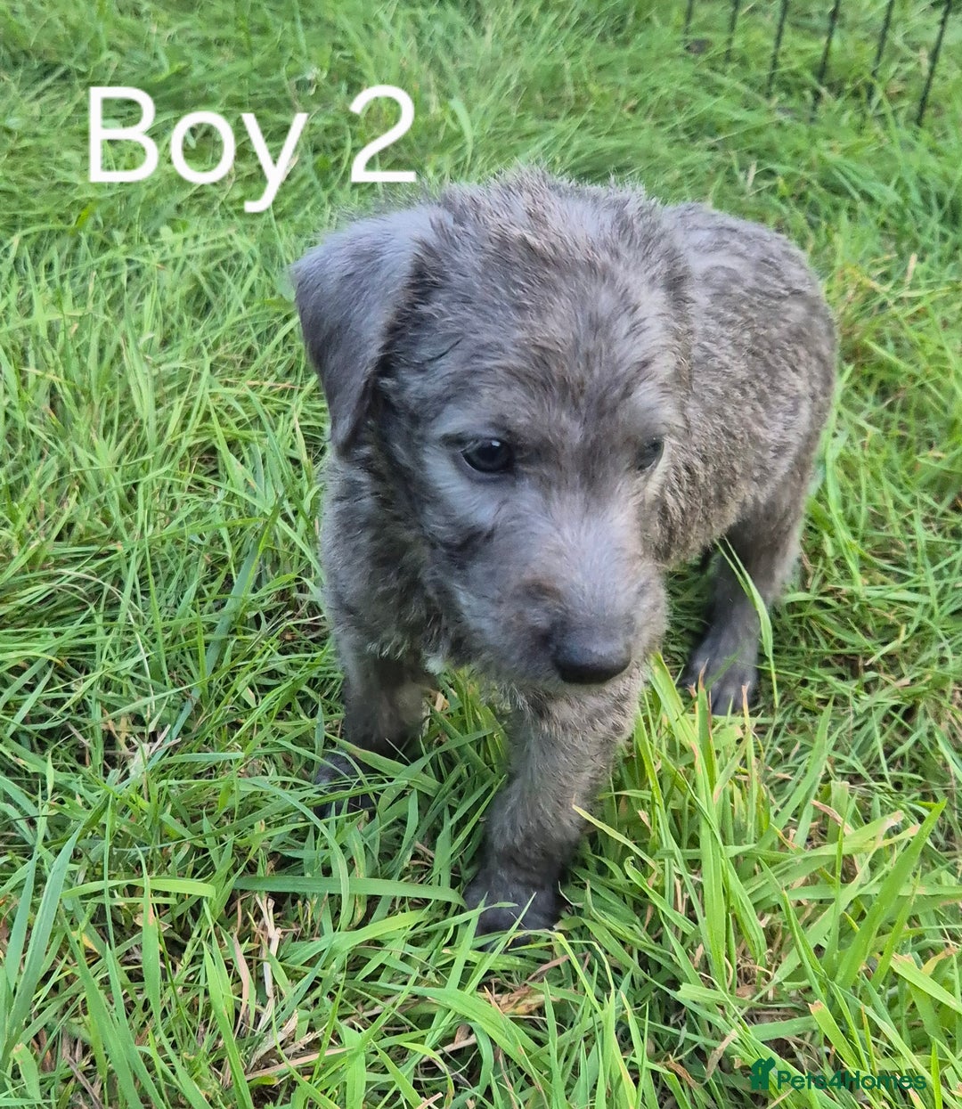 Terrier Whippet Lurcher Beddy Whippet Rescue Whippet Rescue