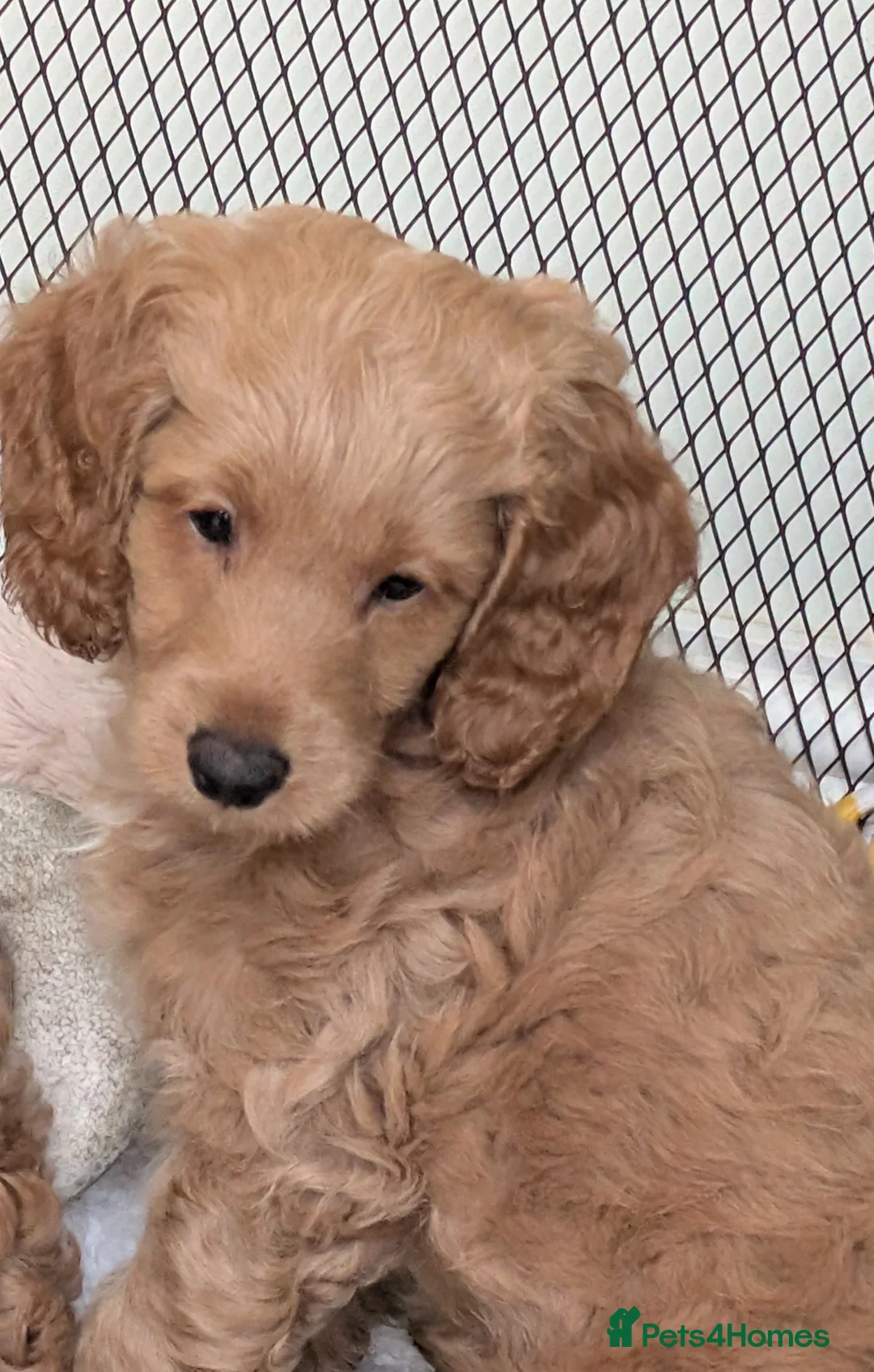 Cockapoo dogs for sale: F1b male cockapoo - Advert 3