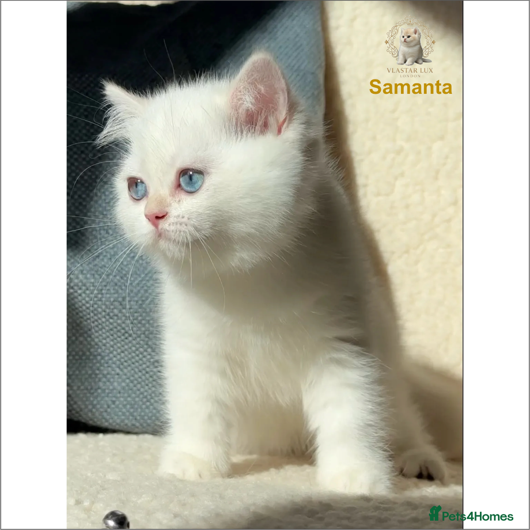 British Shorthair cats for sale: World Class Golden BSH/BLH Chinchilla, Shaded & CP - Image 26