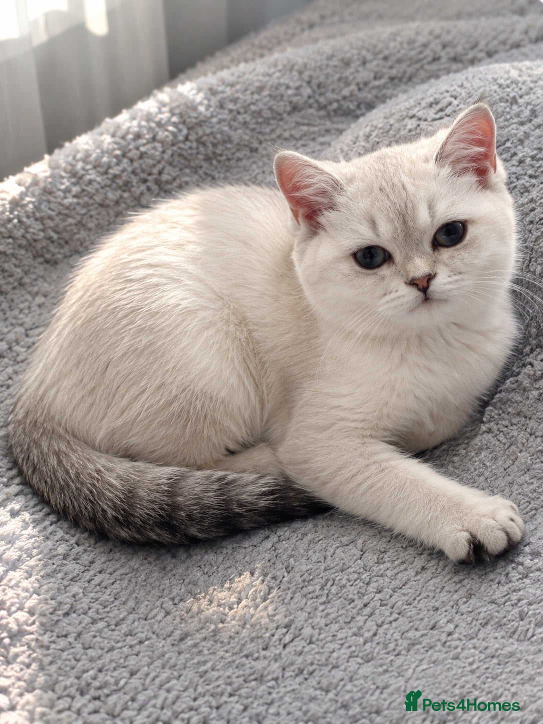 Scottish Fold cats Scottish pedigree kittens with straight ears - Advert 3