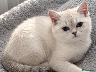 Scottish Fold cats Scottish pedigree kittens with straight ears - Advert 3