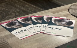 Jack Russell dogs for sale: Jack Russell pups  - Image 12