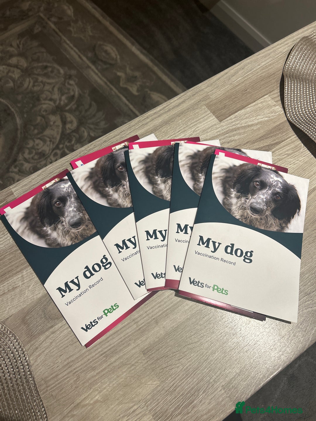 Jack Russell dogs for sale: Jack Russell pups  - Image 12